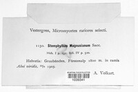 Stemphylium magnusianum image